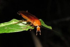 Ischnoptera