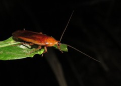 Ischnoptera
