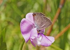 Euchrysops cnejus cnejus