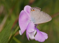 Euchrysops cnejus cnejus