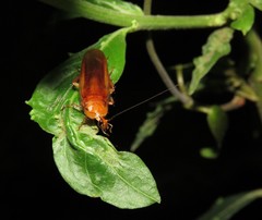 Ischnoptera