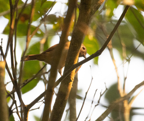 David's Fulvetta (Alcippe davidi), photo 2