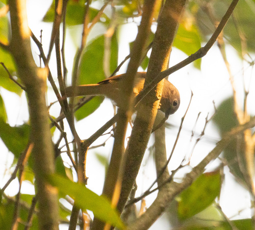 David's Fulvetta (Alcippe davidi)