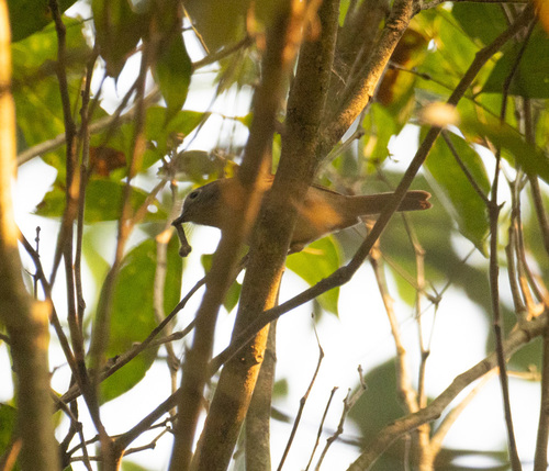 David's Fulvetta (Alcippe davidi), photo 8
