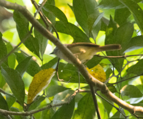 David's Fulvetta (Alcippe davidi), photo 9