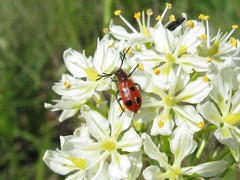 Pelonides quadrinotata