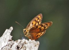 Heteronympha penelope