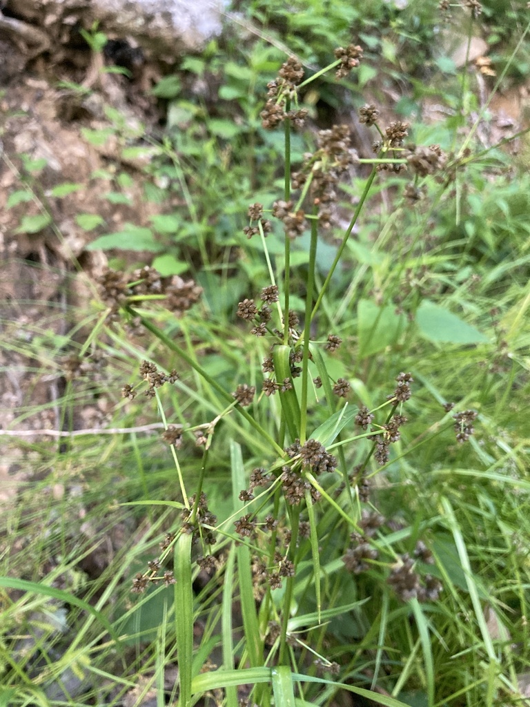 dark green bulrush from Lost Land Run Road, Swanton, MD, US on June 15 ...