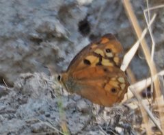 Heteronympha penelope