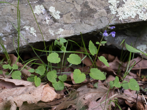 Scutellaria saxatilis Riddell