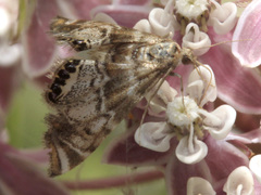 Petrophila confusalis