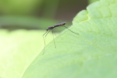 Gnophomyia tristissima