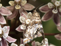 Petrophila confusalis