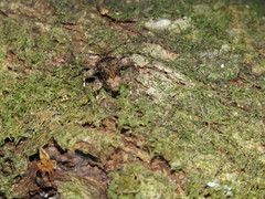 Oreodera brailovskyi