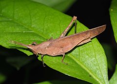 Desmoptera truncatipennis