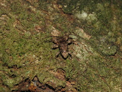 Oreodera brailovskyi