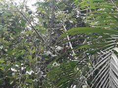 Ortalis erythroptera