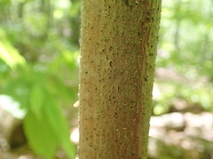 Cryphonectria parasitica