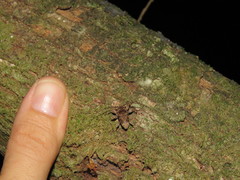 Oreodera brailovskyi