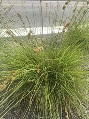 Carex virgata