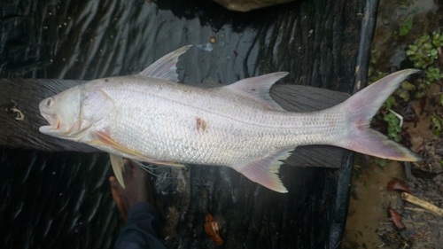 Giant African threadfin (Polydactylus quadrifilis) — Polynemidae — 2