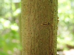 Cryphonectria parasitica