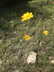Thelesperma simplicifolium