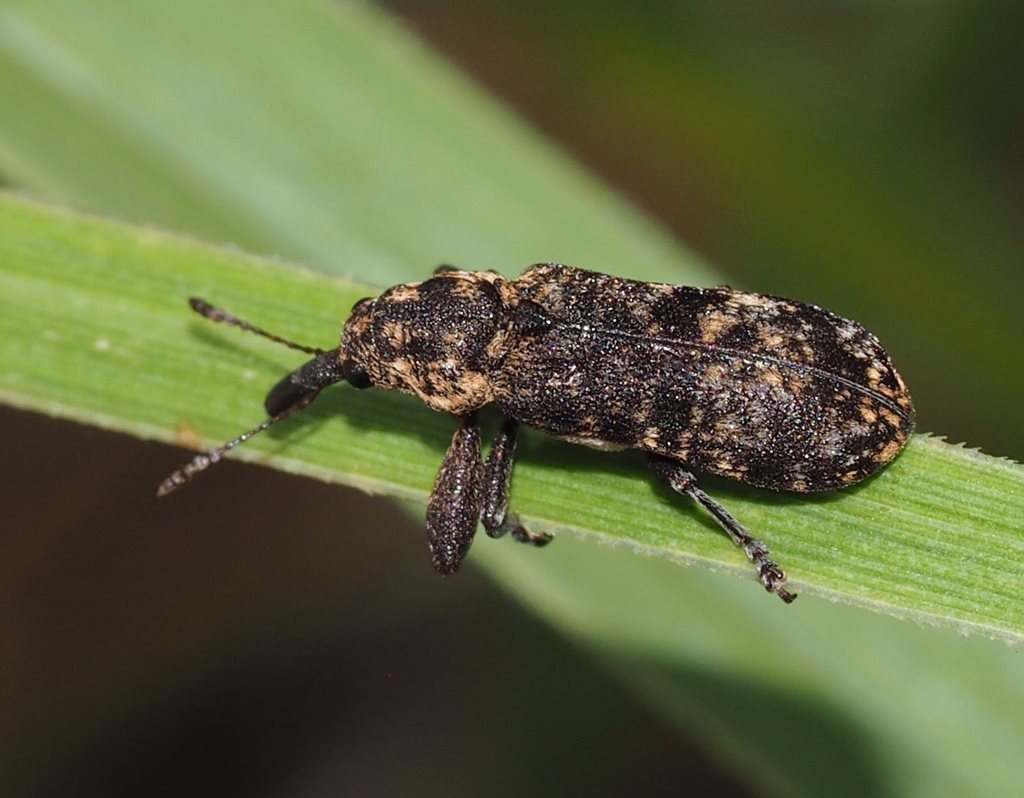 Isacantha dermestiventris