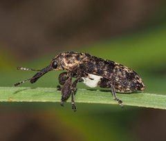 Isacantha dermestiventris