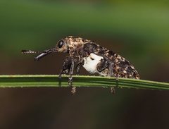 Isacantha dermestiventris