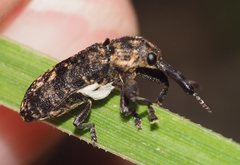 Isacantha dermestiventris