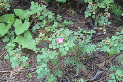 Rosa bridgesii