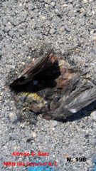 Coereba flaveola caboti