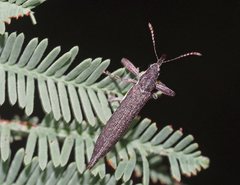 Belidae