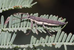 Belidae
