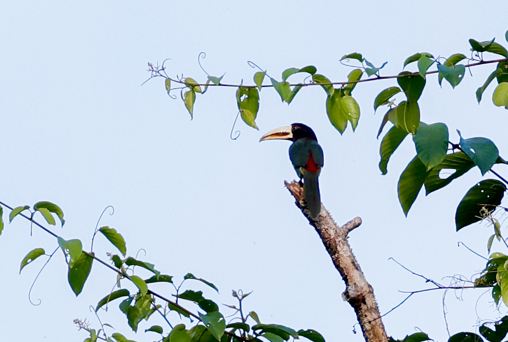 Ivory-billed Aracari (Pteroglossus azara), photo 5