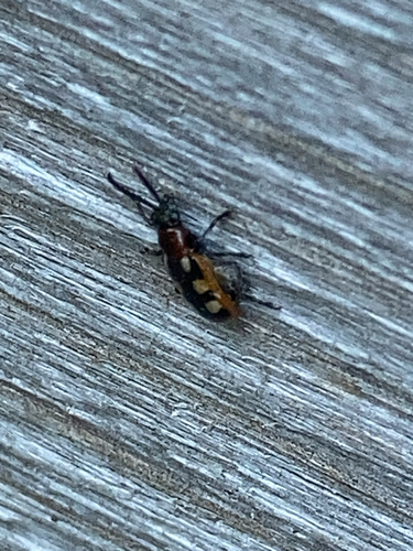 Common Asparagus Beetle photo 4