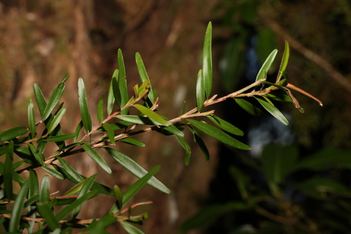 Image of Leptospermum petersonii by (c) Greg Tasney, some rights reserved (CC BY-SA)