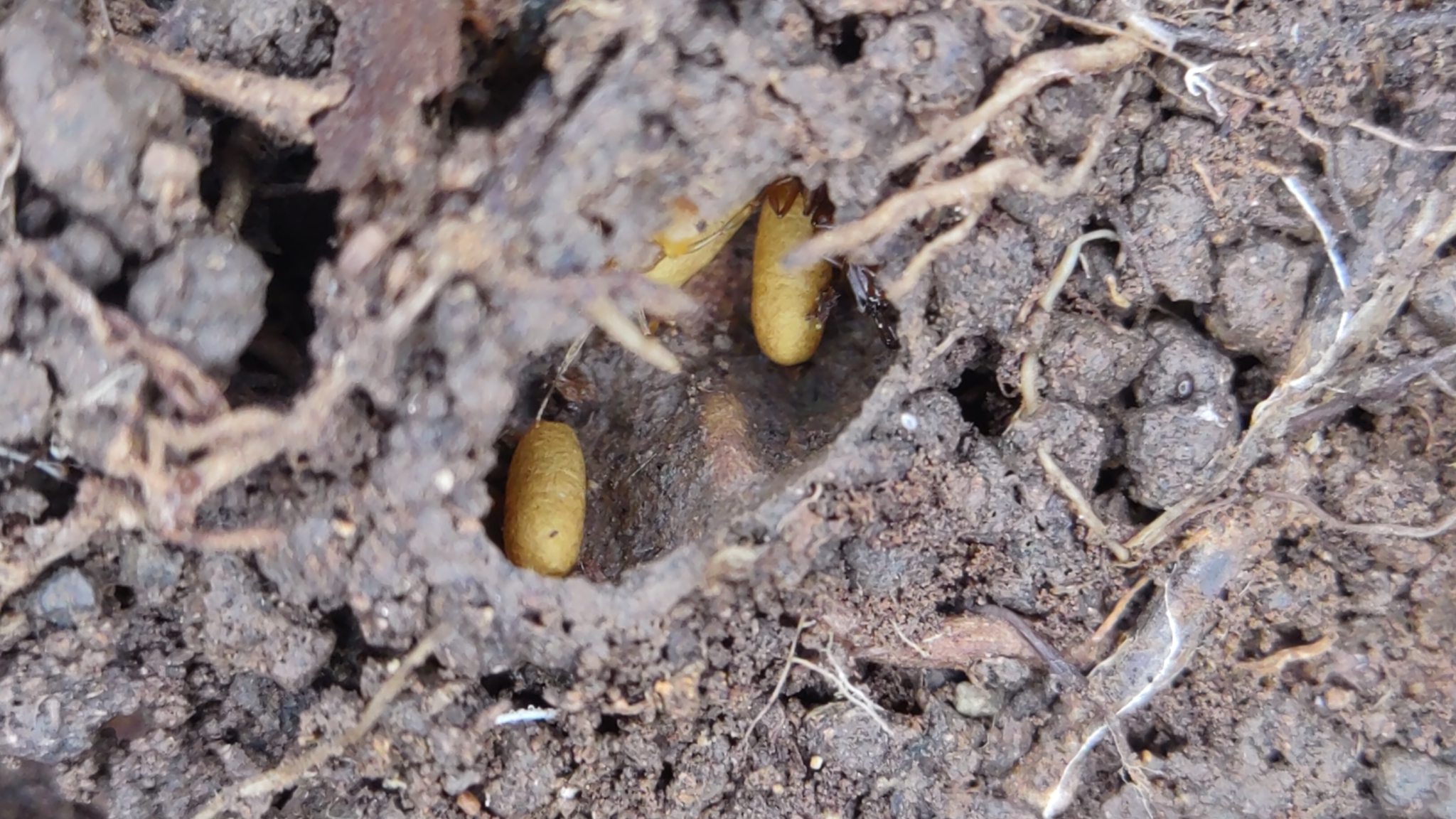 Anochetus inermis
