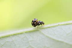 Brachiacantha decempustulata