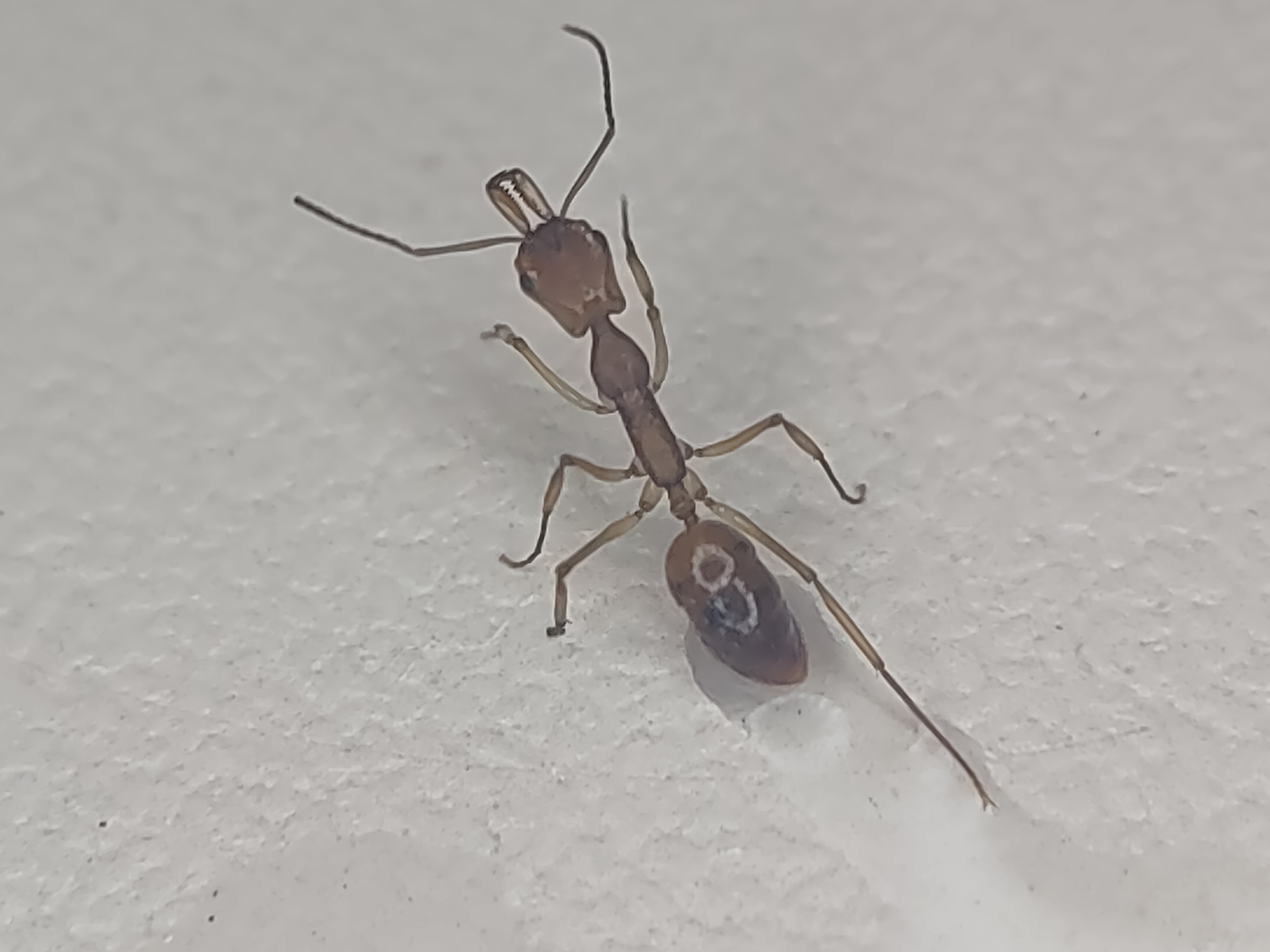 Anochetus kempfi