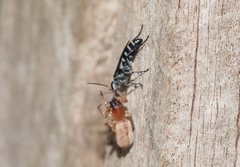 Turneromyia