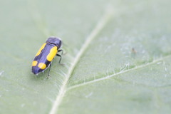 Ptosima gibbicollis