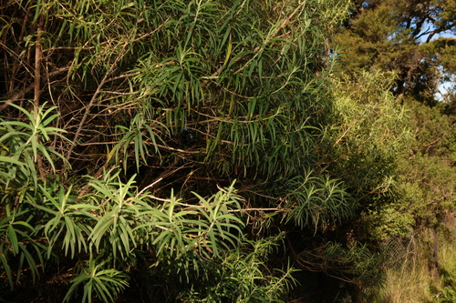wollumbin dogwood (Ozothamnus vagans)