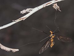 Leptotarsus clavatus