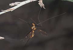Leptotarsus clavatus