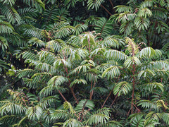 Chinese Aglaia (Aglaia multinervis)