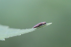 Agrilus anxius