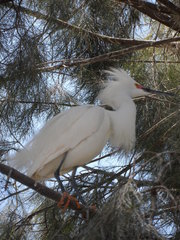 Egretta thula