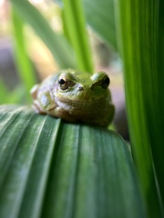 Hyla japonica